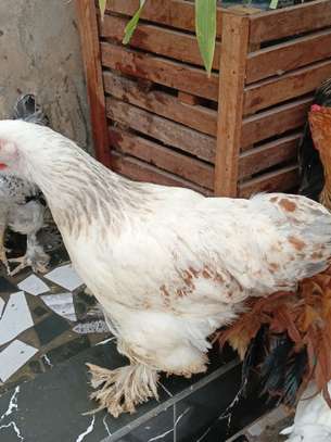 Couple. Poule bramah image 6