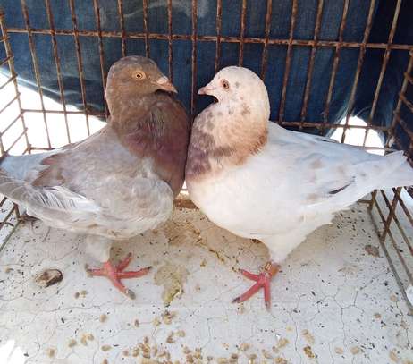 PIGEON TEXAN image 2