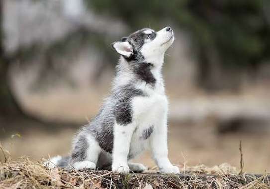Chiot Husky Sibérien provenance BERLIN image 4