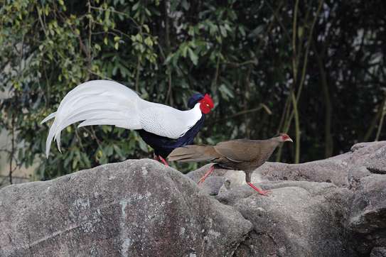 Oiseaux image 2