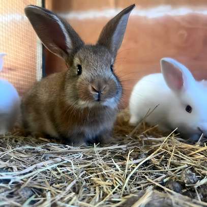 Couple lapin ( lapereaux) géant disponible image 2