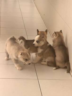 Husky de Siberie image 5