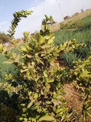 Champ Agricole à vendre à Keur Magueye Ndao image 8