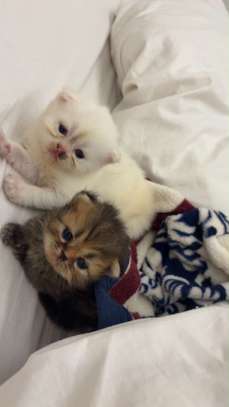 Chaton persan image 2