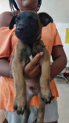 Chiots Berger Belge Malinois mâles à vendre image 2
