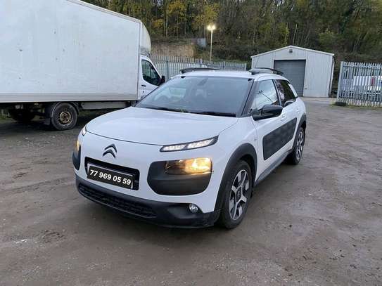 C4 Cactus image 10
