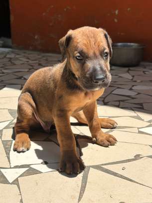 Chiot Rhodesian Ridgeback X malinois image 4