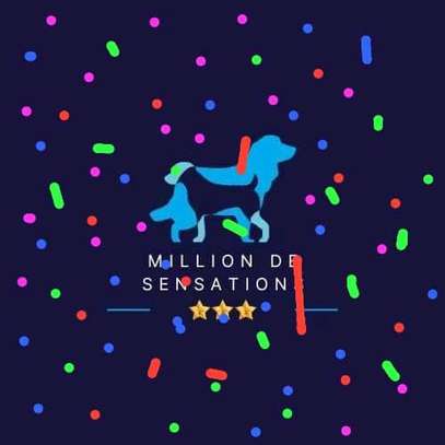 Million de Sensations chiots locaux vaccinés image 2