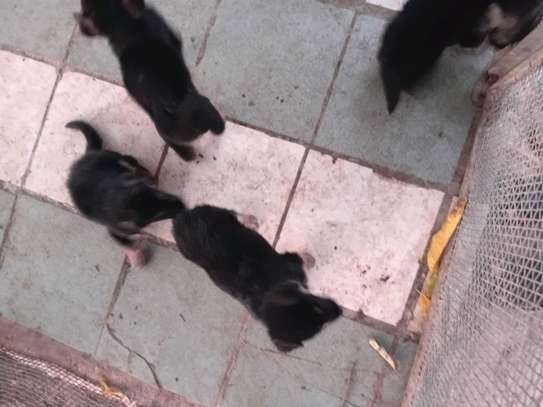 Chiots a vendre image 7