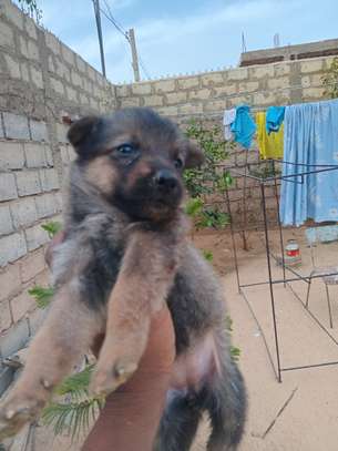 Chiot métisse berger allemand image 2