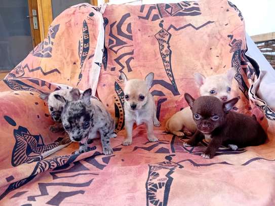 Chihuahua image 6
