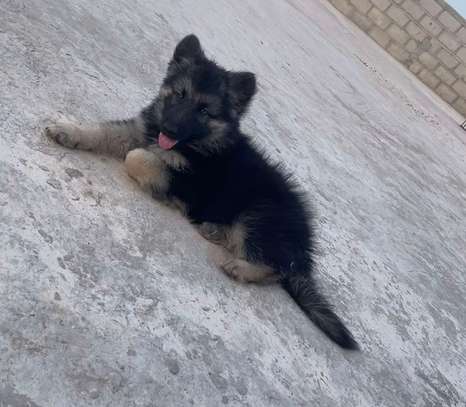 Berger Allemand chiot noir et feu image 11