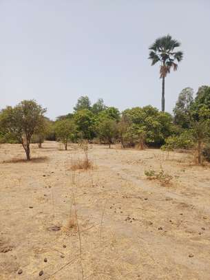 Verger 3ha à vendre à Ndianda Ngeuniène sur la route de joal image 7