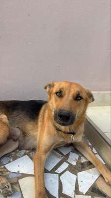 chienne berger allemand pure sang image 8