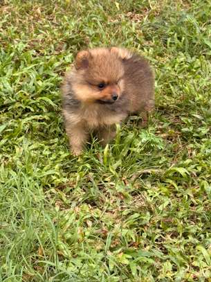 Pomeranien image 4