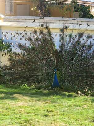 Paon bleu image 4
