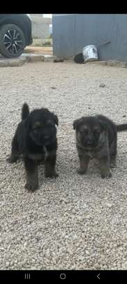 Berger Allemand chiots noir et feu vaccinés et deparasités image 2