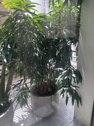 Pots de plantes et plantes image 2