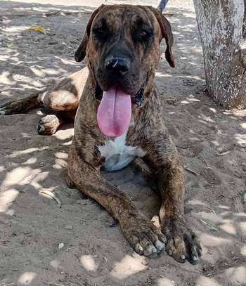 Femelle Presa Canario image 2