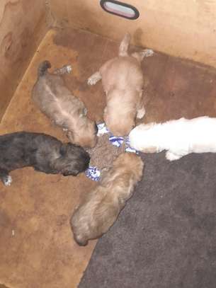 Chiots jeunes mâles et femelles pleins d'énergie image 3