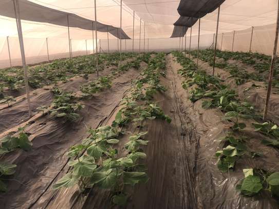 Serre agricole image 7