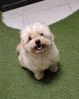 Bichon adulte image 4