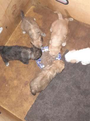 Chiots jeunes mâles et femelles pleins d'énergie image 2
