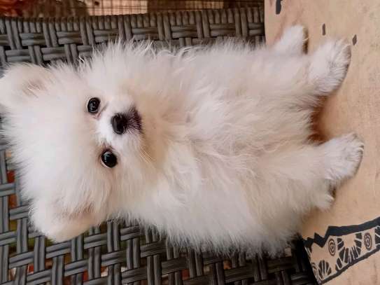 Pomeranien image 8