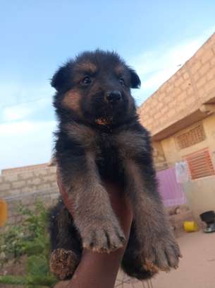 Chiot métisse berger allemand image 4