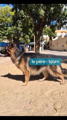 Berger Allemand pur paiement par tranche image 3