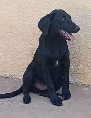 Labrador pure race image 5