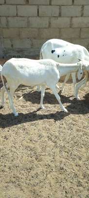 Lot de Moutons Femelle Ladoums image 10