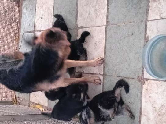 Chiots a vendre image 10