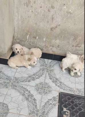 Vend chiots bichon maltais image 2