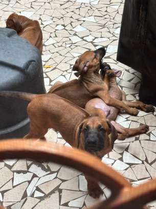 Rhodesian Ridgeback x malinois image 7