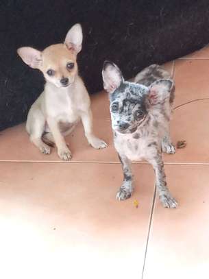 Chiots Chihuahua jeunes variés affectueux loyaux image 14