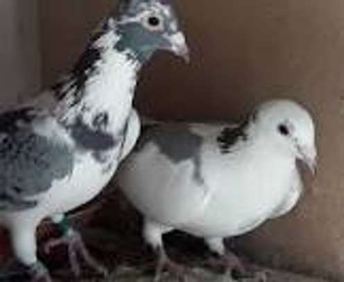 Pigeon à vendre image 2