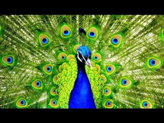 Paon bleu et paon blanc adulte plumage spectaculaire jardin image 4
