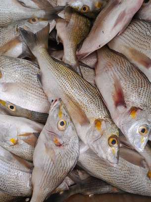Poissonnerie la fraîcheur image 2