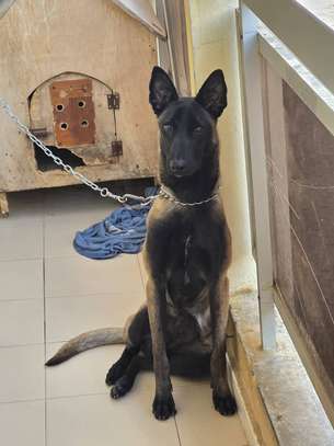 Chiots malinois purs sang image 2