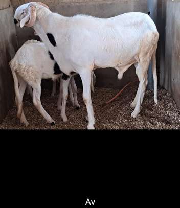 Mouton Ladoum lignée Atomic à vendre image 8