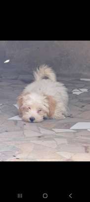 Chiots bichon maltais mâle image 2