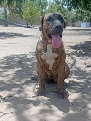 Femelle Presa Canario image 4