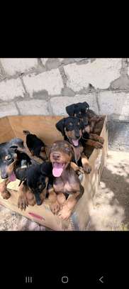 Chiots doberman image 4