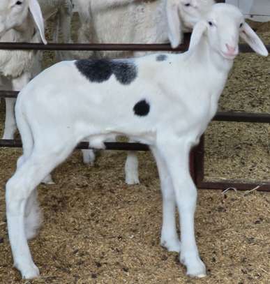 Agneau ladoum à pédigrée exceptionnel (mouton-mâle-géniteur) image 2
