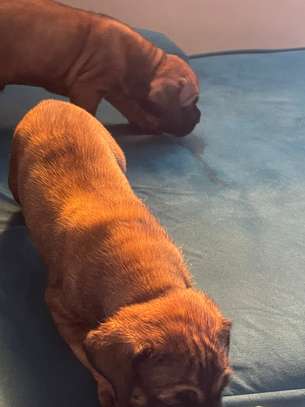 Boerboel image 3