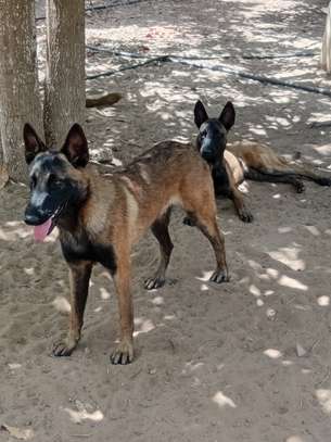 Mâle Berger Malinois image 3
