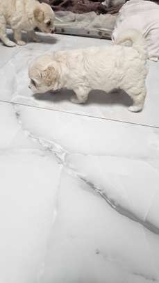 À VENDRE – PETIT BICHON MALTAIS FEMELLE image 3