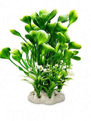 Plante image 3