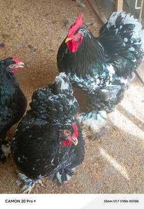 Poussins cochins cailloutés image 3